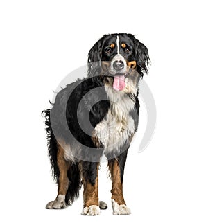 Bernese Mountain Dog, 1 year old, in front of white background
