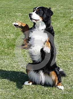 Bernese mountain dog