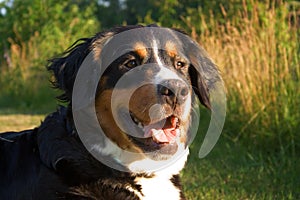 A Bernese Mountain dog