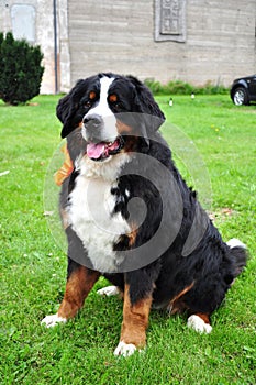 Bernese mountain dog