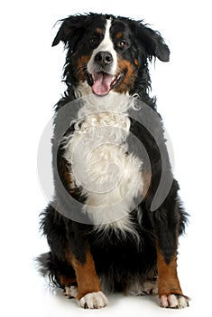 Bernese mountain dog