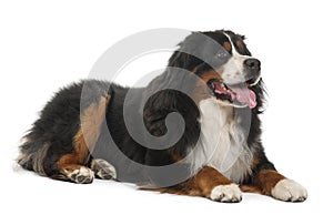 Bernese Mountain Dog, 3 years old, lying