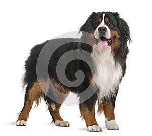Bernese Mountain Dog, 3 years old, standing