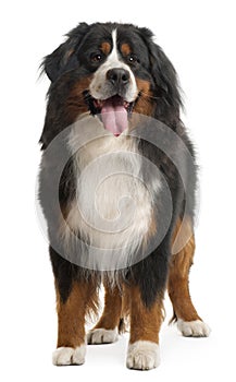 Bernese Mountain Dog, 3 years old, standing