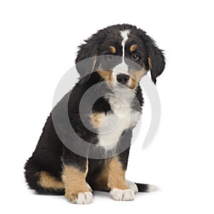 Bernese mountain dog (7 weeks)