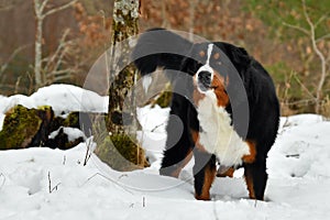The Bernese Mountain Dog, a beautiful portrait of a young female