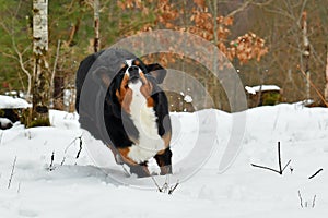 The Bernese Mountain Dog, a beautiful portrait of a young female