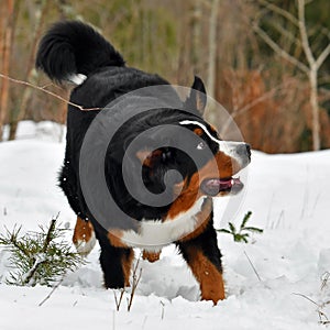 The Bernese Mountain Dog, a beautiful portrait of a young female