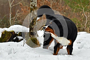 The Bernese Mountain Dog, a beautiful portrait of a young female