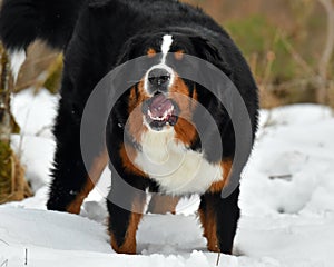 The Bernese Mountain Dog, a beautiful portrait of a young female