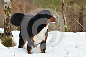 The Bernese Mountain Dog, a beautiful portrait of a young female