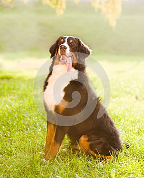 Bernese mountain dog (Berner Sennenhund) sitting on grass photo