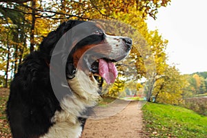 Bernese mountain dog - Best dog For Family!