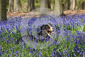 Bernese mountain dog and bluebells at Hallerbos woods