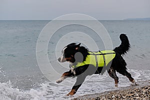 Bernese mountain dog in bright green life jacket at sea. Rescue dog quickly runs along beach to provide first aid to the victims