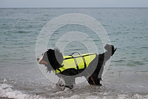 Bernese mountain dog in bright green life jacket at sea. Rescue dog is standing in water and shakes off that spray is flying in