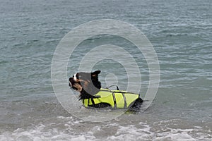 Bernese mountain dog in bright green life jacket at sea. Rescue dog is standing in water and shakes off that spray is flying in