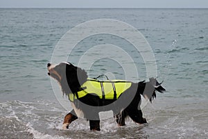 Bernese mountain dog in bright green life jacket at sea. Rescue dog is standing in water and shakes off that spray is flying in