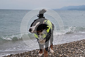 Bernese mountain dog in bright green life jacket at sea. A rescue dog stands on pebble beach and shakes off that spray is flying