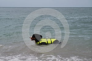 Bernese mountain dog in bright green life jacket at sea. Rescue dog swims in water and enjoys quiet life without incident