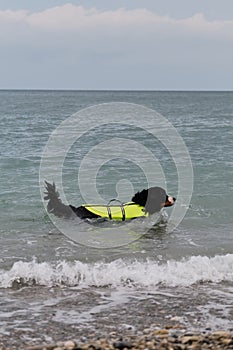 Bernese mountain dog in bright green life jacket at sea. Rescue dog swims in water and enjoys quiet life without incident