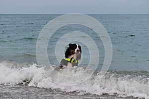 Bernese mountain dog in bright green life jacket at sea. Rescue dog swims in water and enjoys quiet life without incident