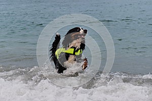 Bernese mountain dog in bright green life jacket at sea. Rescue dog swims in water and enjoys quiet life without incident