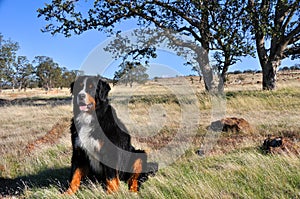 Bernese Mountain Dog in California Chapparal photo