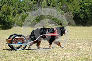 Bernese Mountain dog carting