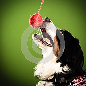 Bernese mountain dog catching christmas decoration