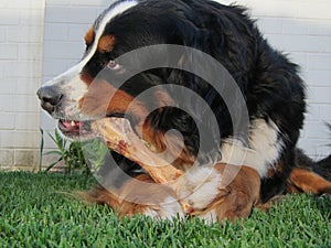 Bernese Mountain Dog Chewing Bone