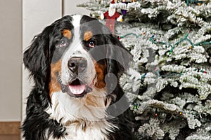 Bernese Mountain Dog at Christmas