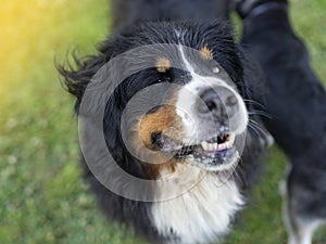 Bernese mountain dog close-up, look