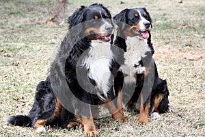 Bernese Mountain Dog Couple