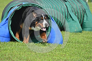 Bernese Mountain Dog at a Dog Agility Trial