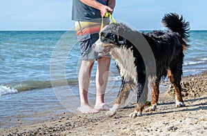 Bernese Mountain Dog on the dog beach in Michigan