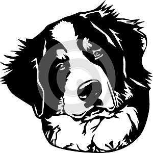Bernese mountain dog face
