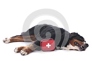 Bernese mountain dog with first aid kit