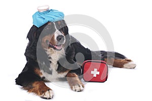 Bernese mountain dog with first aid kit photo