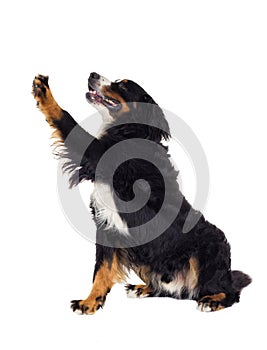 Bernese Mountain Dog gives paw over