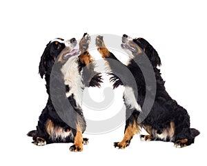 Bernese Mountain Dog gives paw over