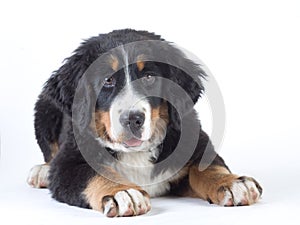 Bernese mountain dog isolated