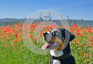 Bernese mountain dog