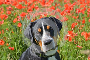 Bernese mountain dog