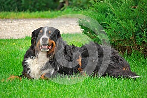 Bernese Mountain Dog Laying on Grass