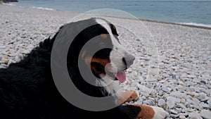 Bernese Mountain Dog lies on pebble beach and looks at sea waves.