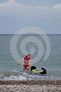 Bernese Mountain Dog is lifeguard and bodyguard on water and on land. Training of rescue dog in pond. Young cute Caucasian red