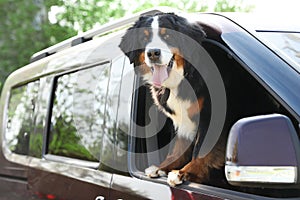 Bernese mountain dog looking out of car window