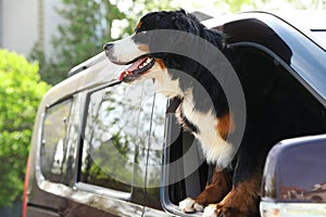 Bernese mountain dog looking out of car window