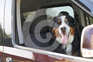 Bernese mountain dog looking out of car window